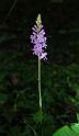 dactylorhiza fuchsii